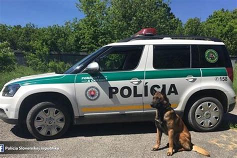 Infografika: Výcvik policajných psov a ich špecifikácie