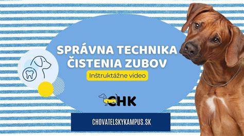 Ilustračná infografika: Prehľad správneho postupu čistenia zubov psa
