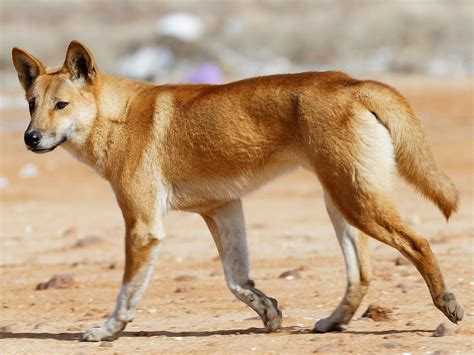 Štruktúra psa dingo
