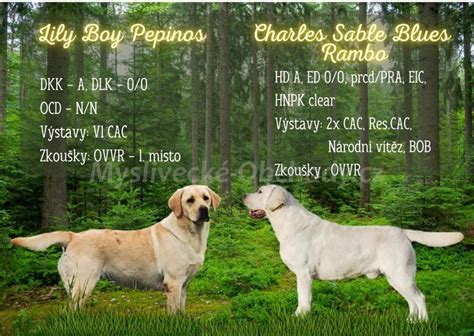 Porovnanie srsti labradorského retrievera a zlatého retrievera