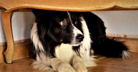 border-collie-table