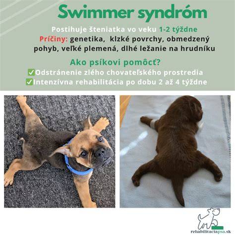 Infografika: Vestibulárny syndróm u psov - signály, signály a kroky
