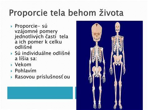 Bradáč stredný - silu a proporcie tela