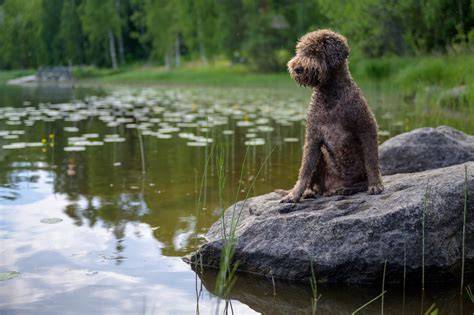 Aktívny Lagotto na prechádzke pri vode