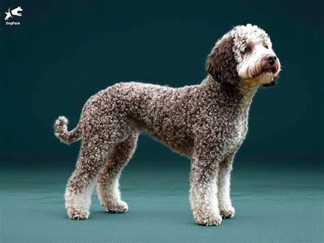 Historické obrazy a fresky znázorňujúce Lagotto Romagnolo