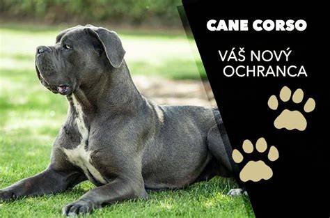 Canon Cane Corso - mohutný a atletický pes