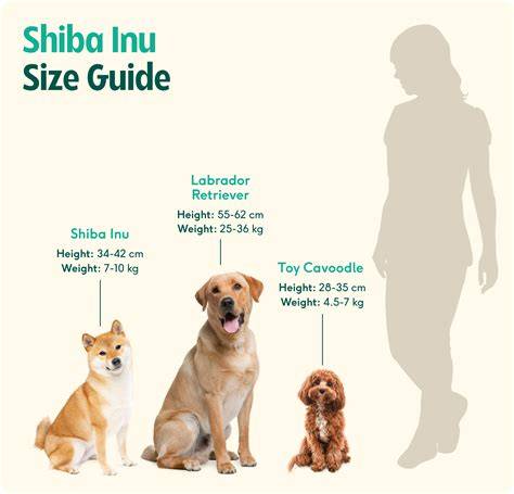 Shiba Inu - ilustratívne znázornenie vzhľadu a charakteru