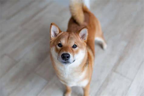 Infografika: Pôvod, vzhľad, výcvik a starostlivosť Shiba Inu