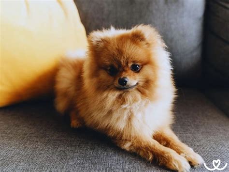 Pôvod plemena Pomeranian