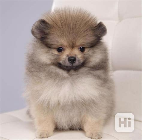 Typický vzhľad Pomeraniana