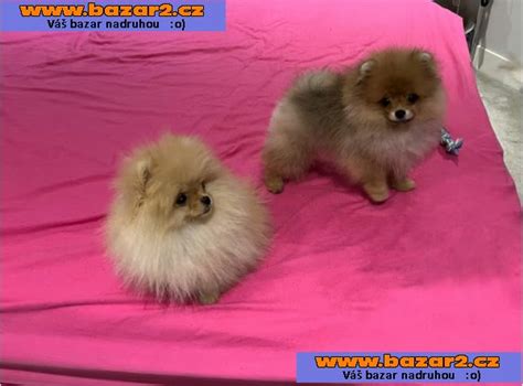 Šteniatka Pomeraniana s PP