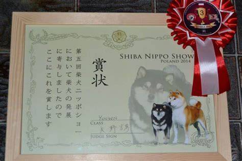 Infografika: Nippo Show - hodnotenie a titul Best of Breed