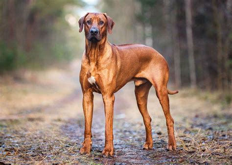 Ridgeback charakteristické znaky a ridge na chrbte