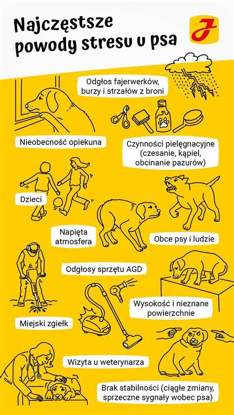 Infografika: Cesty k zvládnutiu stresu psa na návšteve u veterinára