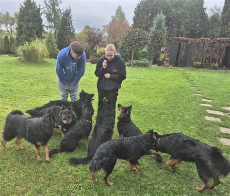 Chodský pes v prírode