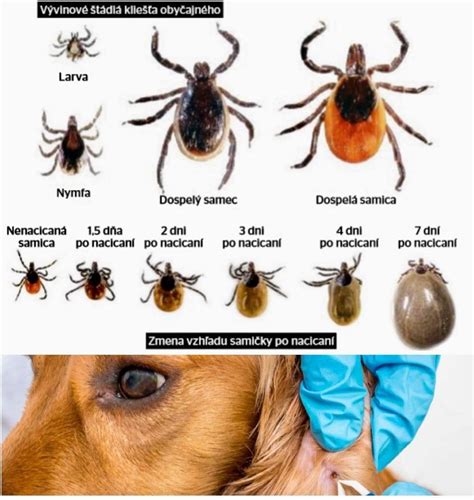 Infografika: Pica u psov - najčastejšie objekty a riziká