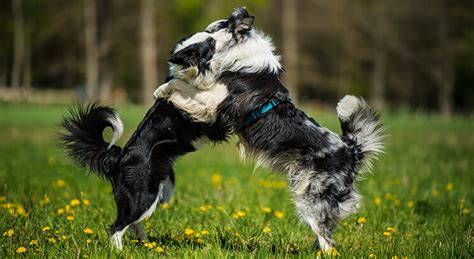 Šteňa border kólie hrajúce sa vonku