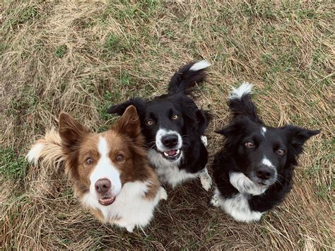 Rôzne farebné varianty srsti border kólie