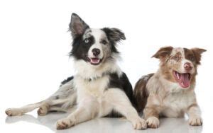 Schéma genetických chorôb u border kólií