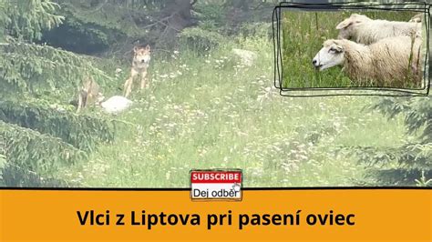 Ilustrácia psa pri pasení oviec