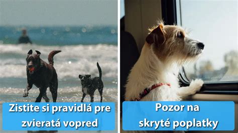 Ukážka rôznych pozícií psa: sedieť, stáť, behať