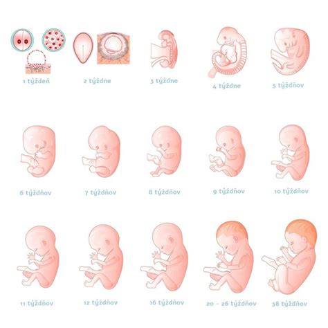 Infografika: Faktory ovplyvňujúce veľkosť vrhu a tehotenstvo fenky