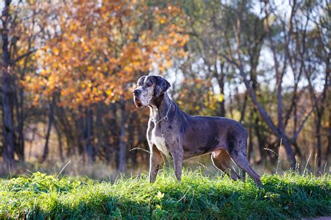 Štandardný vzhľad nemeckej dogy