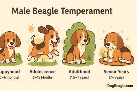 Infografika: Beagle charakteristiky, temperament a potreby pohybu