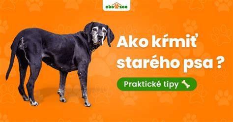 Obrázok ukazujúci staršieho psa v pohodlnom prostredí