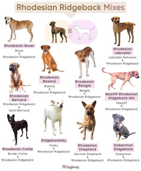 Rhodesian Ridgeback mapka pôvodu a špecifikácie chrbtového hrebeňa