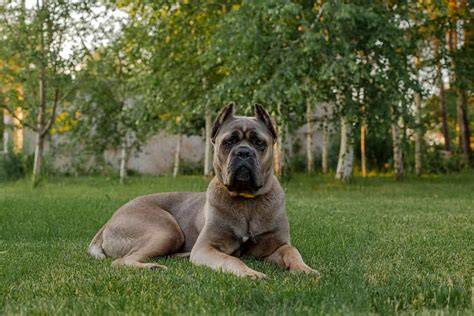 Ilustračná fotografia Cane Corso