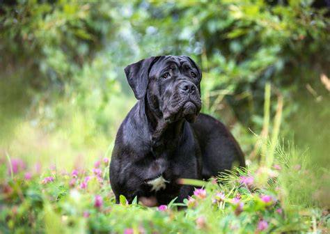 Grafika temperament Cane Corso