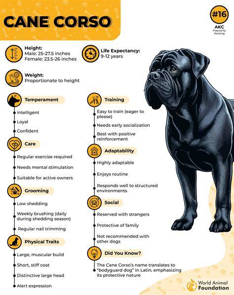 Infografika o starostlivosti a výžive Cane Corso