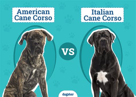 Mapa rozšírenia Cane Corso v Taliansku a Európe