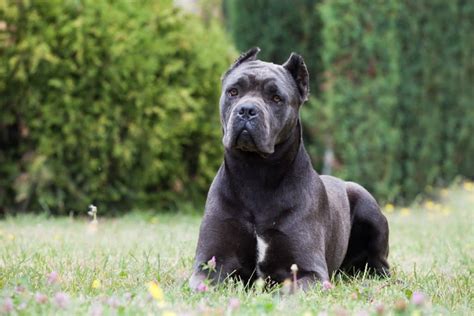 Tipy na praktický tréning Cane Corso