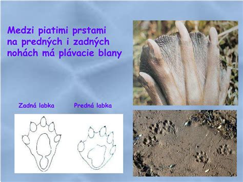Obrázok znázorňujúci plávacie blany medzi prstami novofundlandského psa