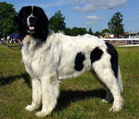 Landseer a jeho podobnosť s novofundlandským psom