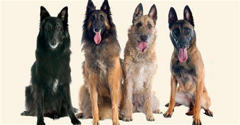 Infografika o štyroch variety belgického ovčiaka: malinois, groenendael, tervueren, laekenois
