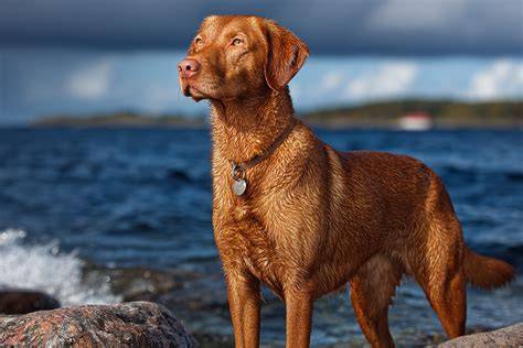 Infografika: Postupný vývoj Chesapeake Bay Retriever od vzniku až po súčasnosť
