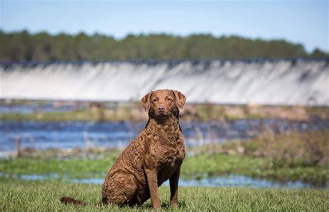 Infografika: Pravidlá starostlivosti Chesapeake Bay Retrievera