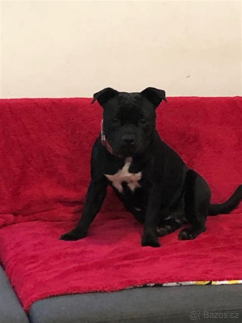 Štruktúra tela stafordšírskeho bulteriéra