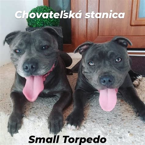 Logo chovateľského klubu stafordšírskych bulteriérov