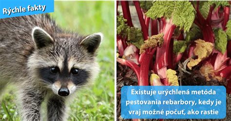 Rýchlené stonky rebarbory vo vnútri špeciálnych sadoch s kontrolovaným svetlom
