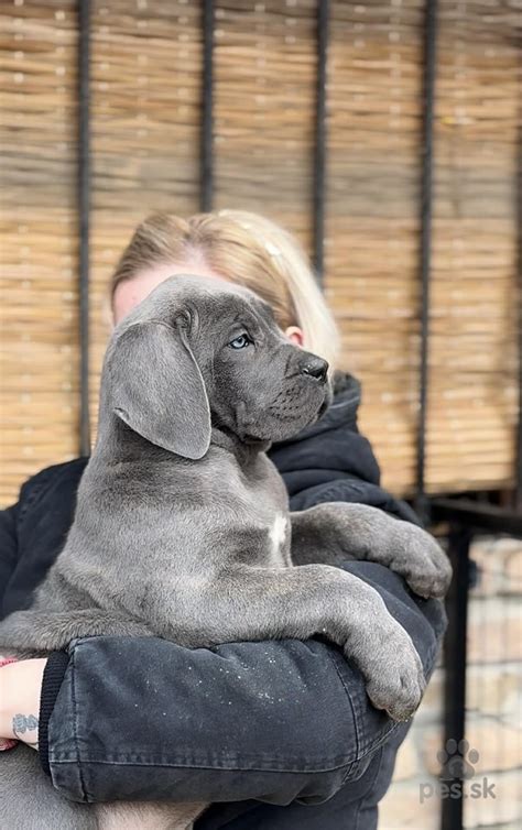 Veterinárna prehliadka šteniatka Cane Corso