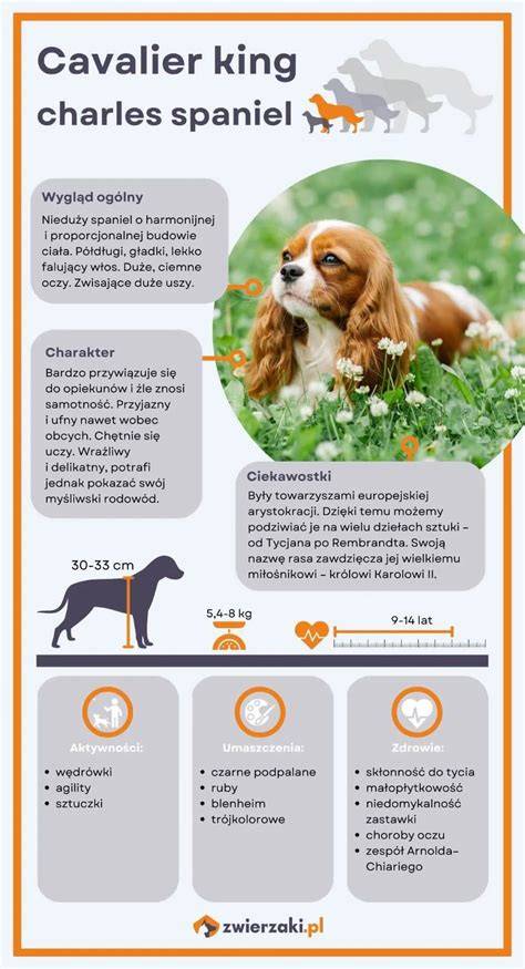 Infografika: Všeobecný profil Cavalier King Charles Španiela
