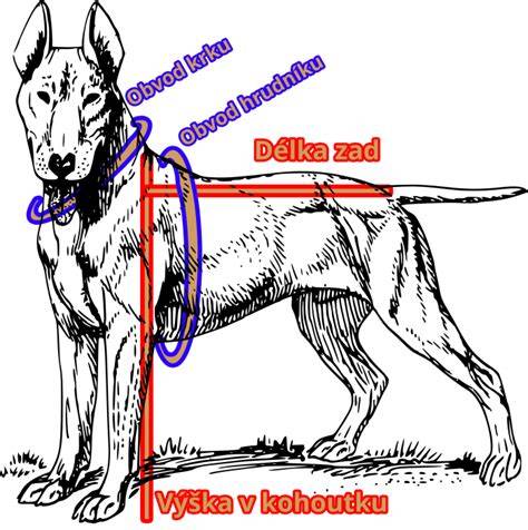 Schéma výšky a proporcií Chodského psa