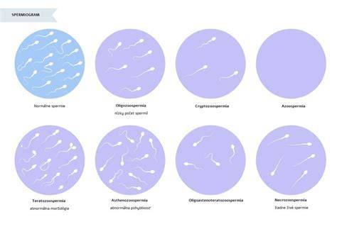 Infografika: Priebeh umelé inseminácie psov a možné metódy