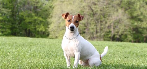 Infografika: Ako pripraviť narodeninovú oslavu so psom Jack Russell teriér