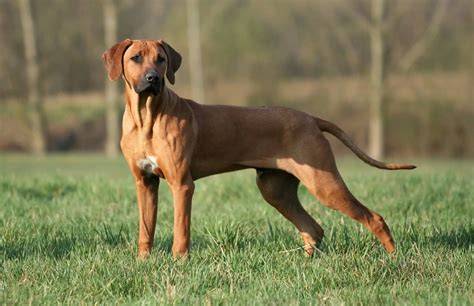 Obrázok znázorňujúci typický vzhľad Rhodesian Ridgeback a opis chrbtového hrebeňa