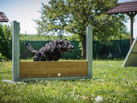 Rôzne typy výcvikových pomôcok pre psov